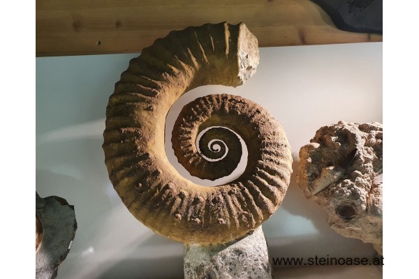 Ammonite versteinert XL